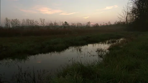 Secluded pond pre-dawn Stock Footage 296504083