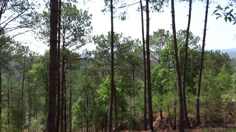 Secluded, quiet, beautiful forest full of trees 스톡 동영상 38014180