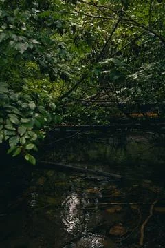 Secluded stream running through a dense, vibrant green forest canopy. Stock Photos