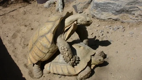 Second Angle of Tortoise Copulation Stock Footage 73307883