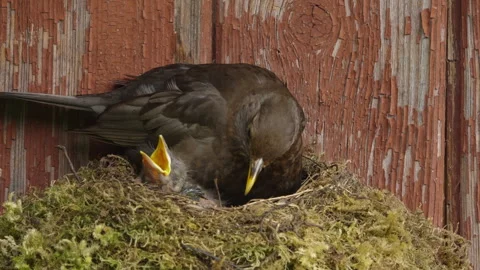 Second Blackbird Chick Crawling Out Next to First Chick and Opening Beak Stock Footage 340900300