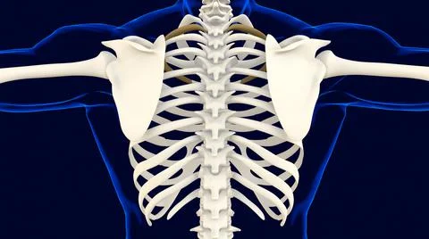 Second bone of Rib cage Anatomy for medical concept 3D Illustrazione stock