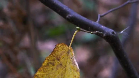 Second buds on Wild Hazel in autumn season (Corylus avellana), beautiful Stock Footage 119248818