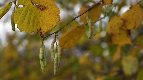 Second buds on Wild Hazel in autumn season, forest (Corylus avellana) Stock Footage 119249074
