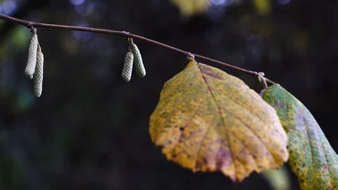 Second buds on Wild Hazel in autumn season, natural (Corylus avellana) Stock Footage 119249374