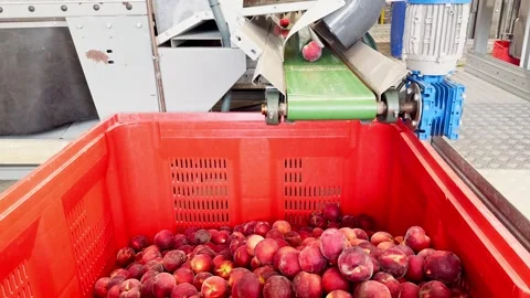 Second-category peaches falling into plastic crate on the production line Stock Footage 305162382