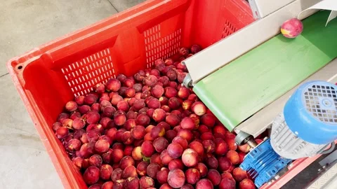 Second-category peaches falling into plastic crate on the production line Stock Footage 305162540