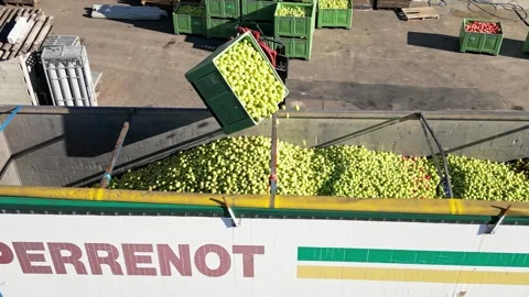 Second-class apples from plastic crates into a large trailer using a forklift Stock Footage 245241218