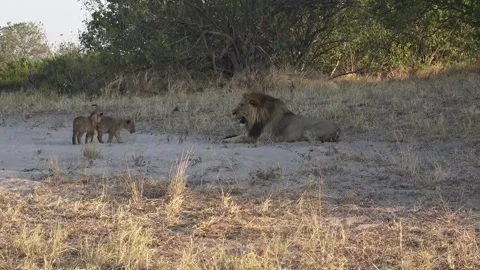 A second cub approaches and receives another brief corrective gesture Stock Footage 319899770