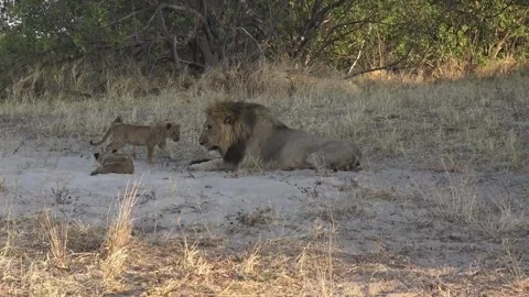 A second cub approaches and receives another brief corrective gesture Video stock 319899794