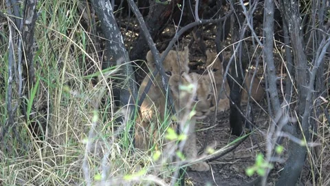 Second cub climbs onto sibling at den entrance; both stare out — Part 4 Stock Footage 322057957