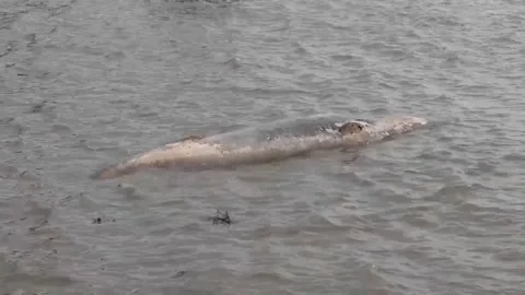 Second dead whale found off Buenos Aires coast in under a week, Buenos Aires, AR Stock Footage 313154873