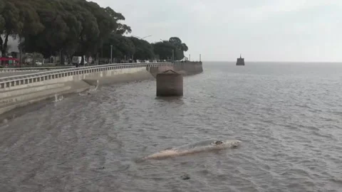 Second dead whale washes up on Buenos Aires coast in less than a week, ARGENTINA Stock Footage 313154073