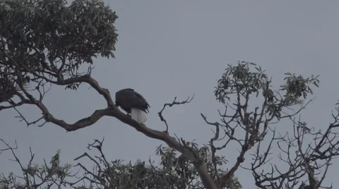 Second eagle landing in tree Stock Footage 48917440