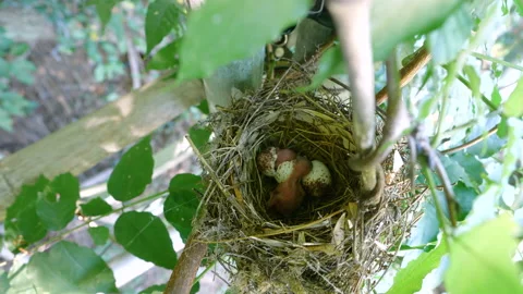 The second egg hatches. 스톡 동영상 138159823