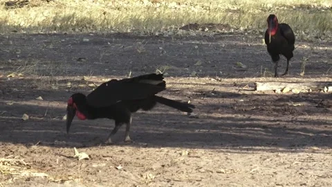 Second ground hornbill joins the first — continued foraging Stock Footage 319431471