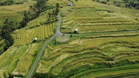 Second half 360 rice field orbit 스톡 동영상 329866384