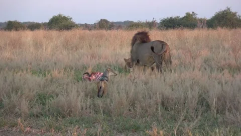 Second jackal arrives and both retreat and follow near carcass — Part 3 스톡 동영상 322993400