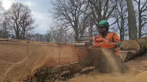 The second life of oak when sawing boards using a mobile chainsaw mill Stock Footage 151590962
