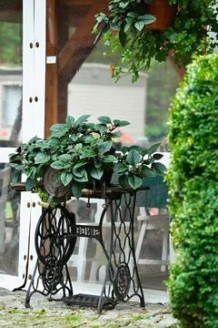 The second life of old sewing machine used as a stand for pots with plants .. Stock Photos