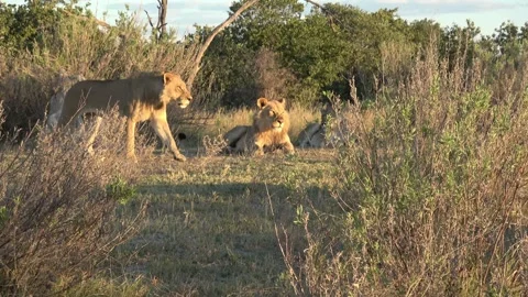 Second lion walks past resting brother in sunset glow — Part 3 Stock Footage 322984437