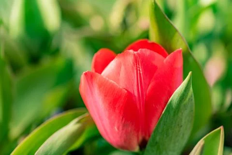Second macro photo of a blooming tulp in sunshine Stock Photos
