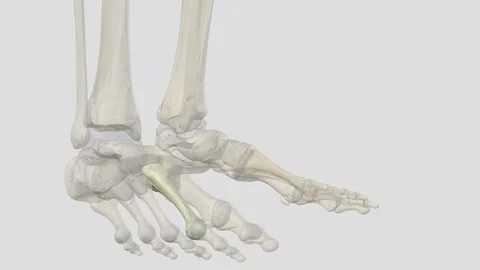 The second metatarsal bone is a long bone in the foot Video stock 252014466