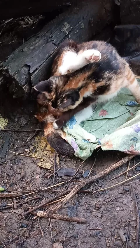 "THE SECOND MY CAT GAVE BIRTH" PART 1 Vídeos de archivo 171317872