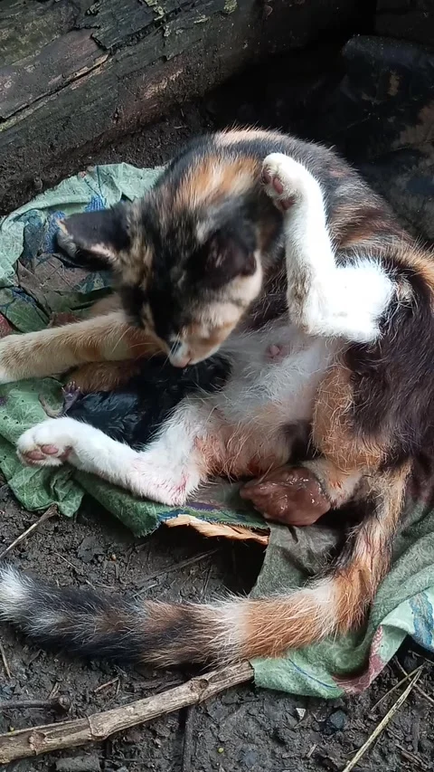 "THE SECOND MY CAT GAVE BIRTH" PART 2 Vídeos de archivo 171327702