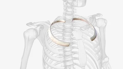 The second rib is thin, long, and has a tuberosity on its superior surface for Video stock 270145620