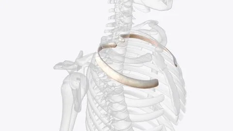 The second rib is thin, long, and has a tuberosity on its superior surface fo Stock Illustration