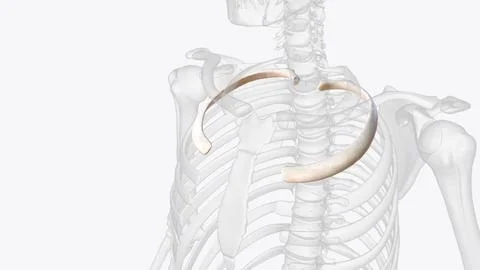 The second rib is thin, long, and has a tuberosity on its superior surface fo Stock Illustration