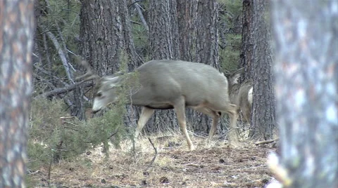 Second Serious Mule Deer Buck Fight of the Day w/Audio Stock Footage