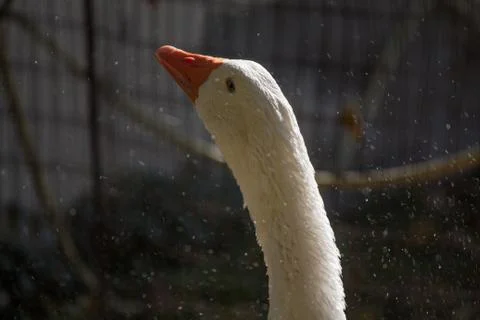 Second shot of a white duck taking a bath. Backyard of an old Italian house. Stock Photos