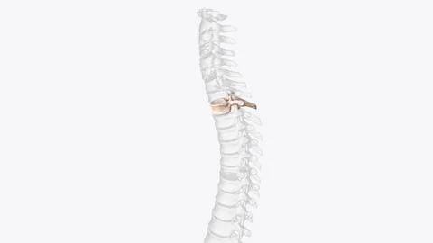 Second thoracic vertebrae (T2): The T2 vertebra is larger than T1  3d illustr Stock Illustration