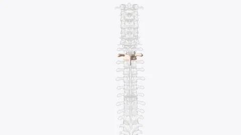 Second thoracic vertebrae (T2): The T2 vertebra is larger than T1  3d illustr Stock Illustration