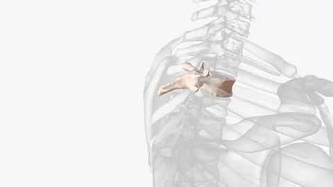 Second thoracic vertebrae (T2): The T2 vertebra is larger than T1  3d illustr Stock Illustration