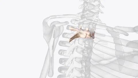 Second thoracic vertebrae (T2): The T2 vertebra is larger than T1  3d illustr 스톡 일러스트
