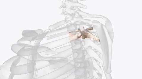 Second thoracic vertebrae (T2): The T2 vertebra is larger than T1  3d illustr Stock Illustration