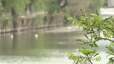 A second view of some white ducks in river Entella Stock Footage 57659791