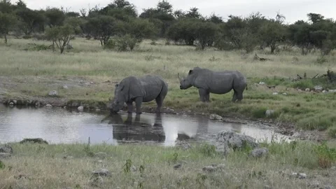 Second waits on grass; first drinks — Continuation — Part 2 Stock Footage 319945490