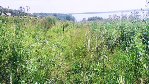Secondary meadows on the coast Stock Footage 308638949