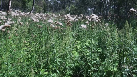 Secondary meadows on the coast Stock Footage 308639494