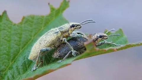 Seconds of Weevils (Curculionidae) Mating Macro 4K Stock Footage 319340344