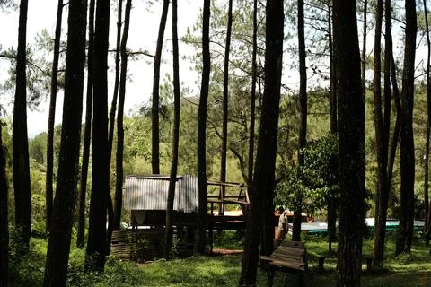 Secred House at Pine Trees Stock Photos