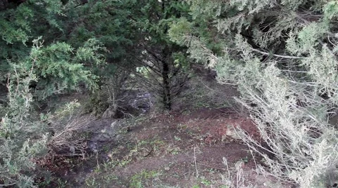 Secret Forest and Tree Vídeo Stock 56133542