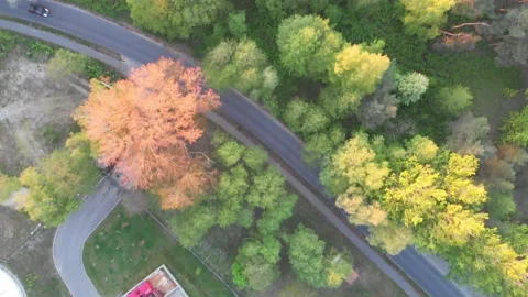 Secret forest next to the beach (Baltic Sea drone footage) 스톡 동영상 130224615