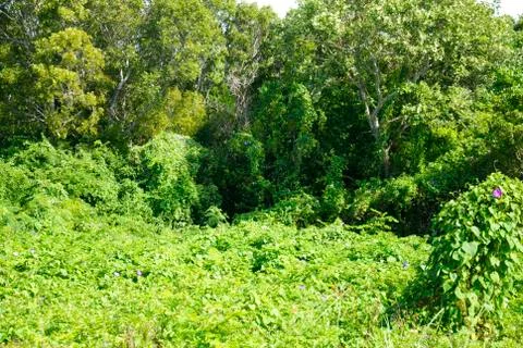 Secret Forest Foto stock