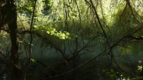 Secret forest swamp pond surrounded by trees 動画素材 339360318