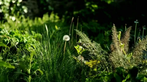 Secret Garden Close Up Stock Footage 196924653